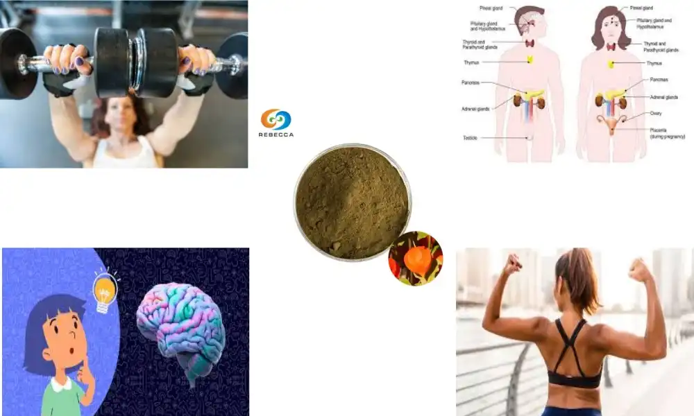 Withania Somnifera Root Powder for Energy and Endurance